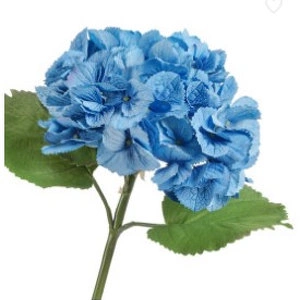 Гортензия тёмно-голубая крупно-цветковая