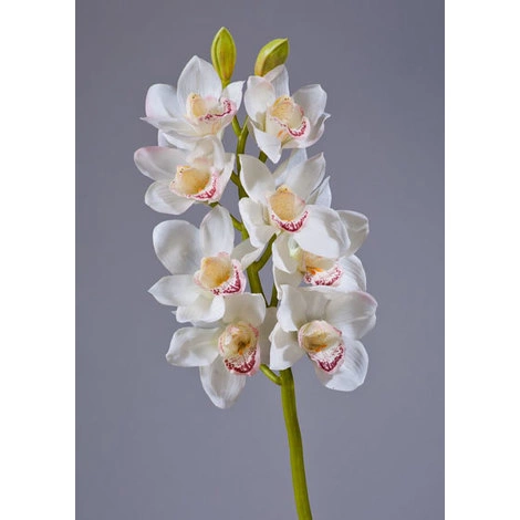 Орхидея Цимбидиум белая ветвь средняя от TREEZ, TZ.PL.TR.1551