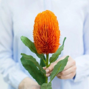 Растение Банксия - Оранжевый