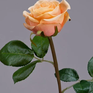Роза Флорибунда Мидл крем-персик