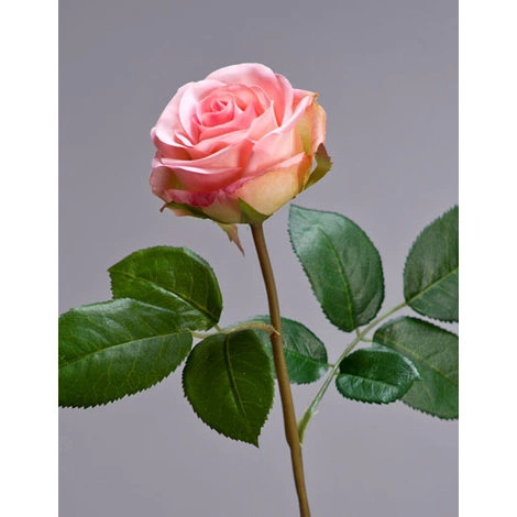 Роза Флорибунда Мидл нежно-розовая от TREEZ, TZ.PL.TR.1644
