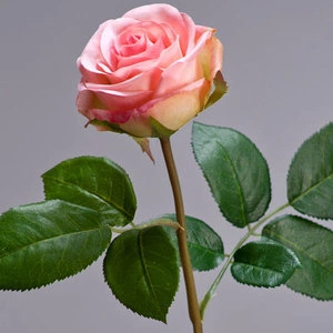 Роза Флорибунда Мидл нежно-розовая