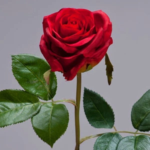 Роза Флорибунда Мидл рубиново-красная