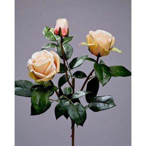 Роза Флорибунда Мидл ветвь крем-лайм-роз от TREEZ, TZ.PL.TR.1638