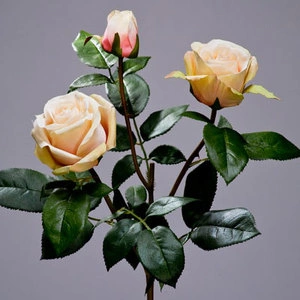 Роза Флорибунда Мидл ветвь крем-лайм-роз