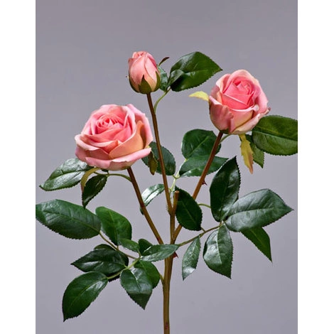 Роза Флорибунда Мидл ветвь нежно-розовая от TREEZ, TZ.PL.TR.1639
