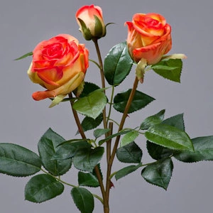 Роза Флорибунда Мидл ветвь золотисто-оранж