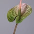 Антуриум Андрэ от IL FIORE, IF.DEL.SE.34, 1-я фотография мини
