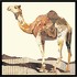 Коллаж Camel от NEW IMPRESSION, NWI.PCT.AC.27, 1-я фотография мини