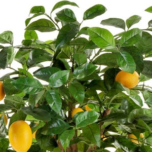 Дерево Лимонное дерево с плодами на штамбе