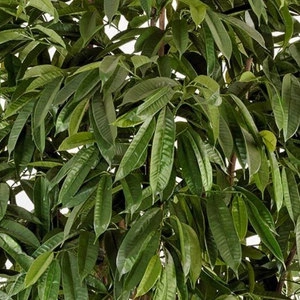 Дерево Лонгифолия широколистная многоствольная