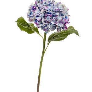 Гортензия сиренево-голубая с фиолетовым