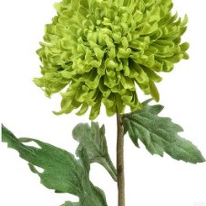 Хризантема Шамрок зелёная