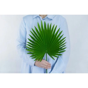 Лист Хамеропса приземистого (веерная пальма) малый - Зеленый