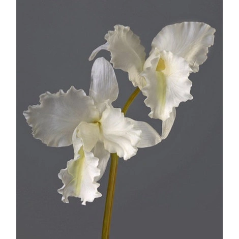 Орхидея Каттлея крупная белая от TREEZ, IF.DEL.SE.41