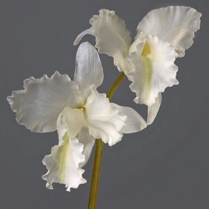 Орхидея Каттлея крупная белая