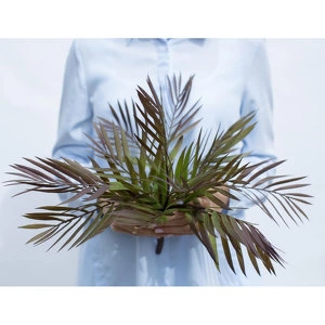 Растение Бамбуковая пальма