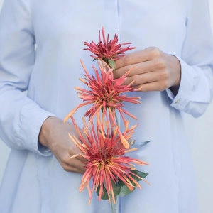 Растение Хризантема 3 соцветия