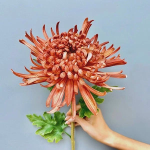 Растение Хризантема Лебединая песня коралловая