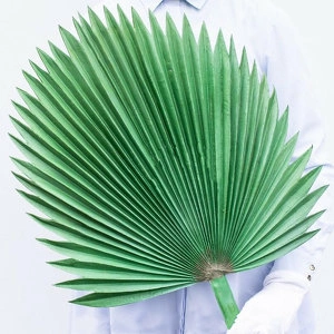 Растение Лист веерной пальмы