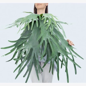 Растение Платицериум объемный Светло-зеленый