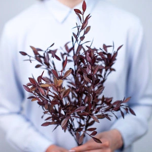 Растение Пучок барбариса Бордо