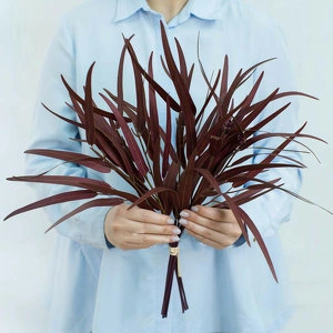 Растение Пучок эвкалипта Николи