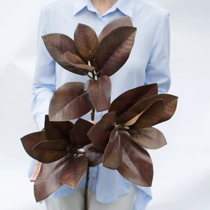 Растение Ветка магнолии 90см Коричневый