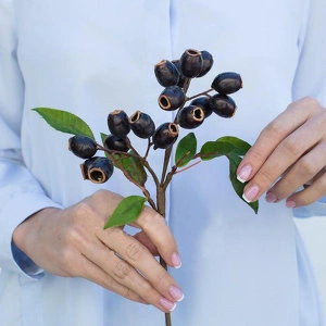Растение Ветка с плодами эвкалипта