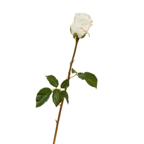 Роза Аква белая с нежно-розовой каймой от TREEZ, TZ.PL.TR.1584