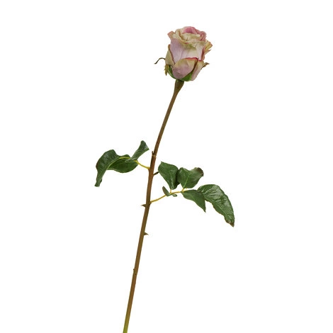 Роза Аква пудрово-сиреневая с лаймом от TREEZ, TZ.PL.TR.1585