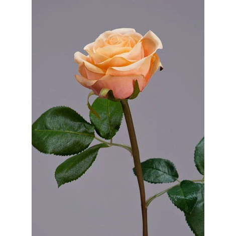 Роза Флорибунда Мидл крем-персик от TREEZ, TZ.PL.TR.1643