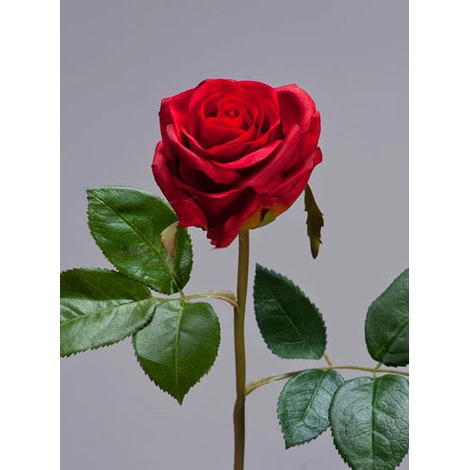 Роза Флорибунда Мидл рубиново-красная от TREEZ, TZ.PL.TR.1645